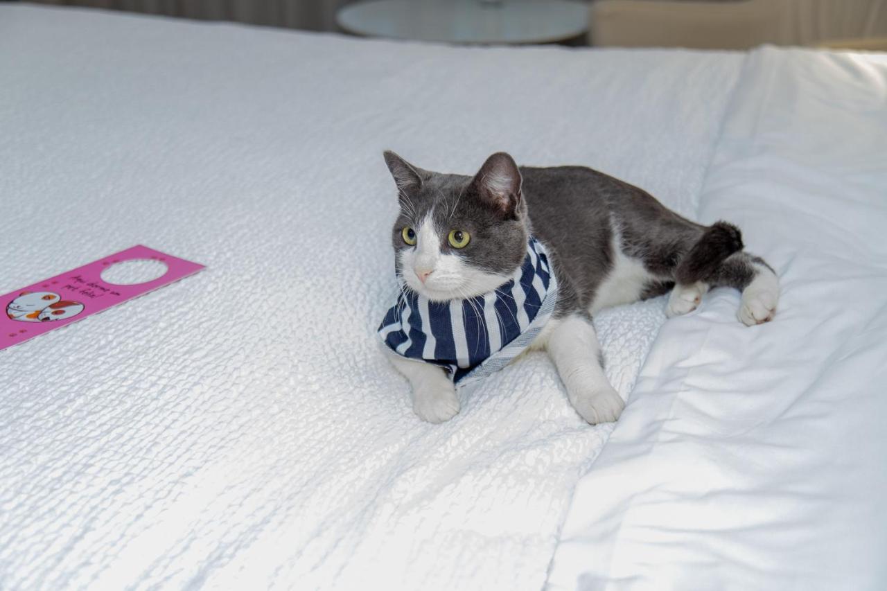 Radisson Rio De Janeiro Barra Ξενοδοχείο Εξωτερικό φωτογραφία A cat wearing a buster collar